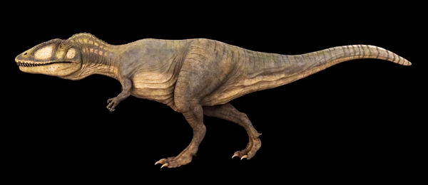 An artists rendering of Carcharodontosaurus.  By Julian Johnson Mortimer. Creative Commons License